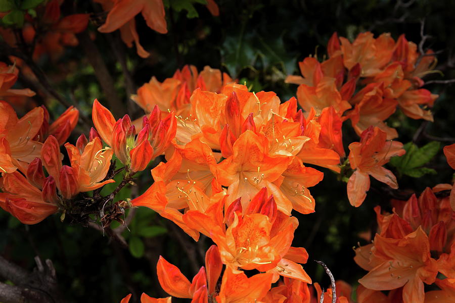 Bush With Blooming Orange Peonies  Photograph by Alex Lyubar