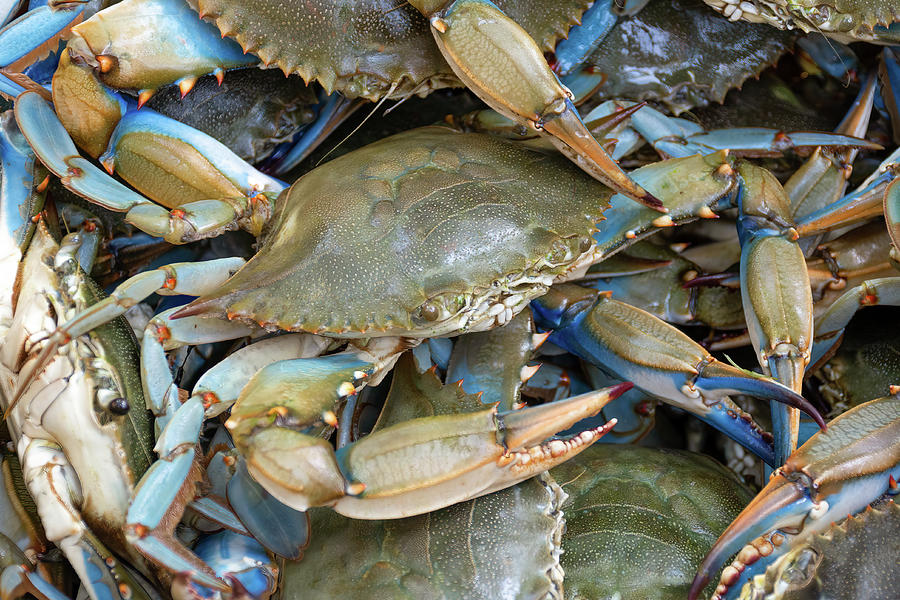 Bushel of Blue Crabs Photograph by Nancy Comley - Fine Art America