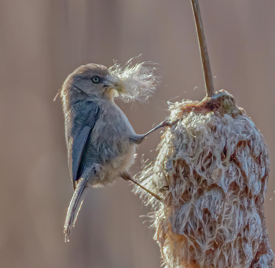 Bushtit Collecting For Nest Photograph by Bill Ray