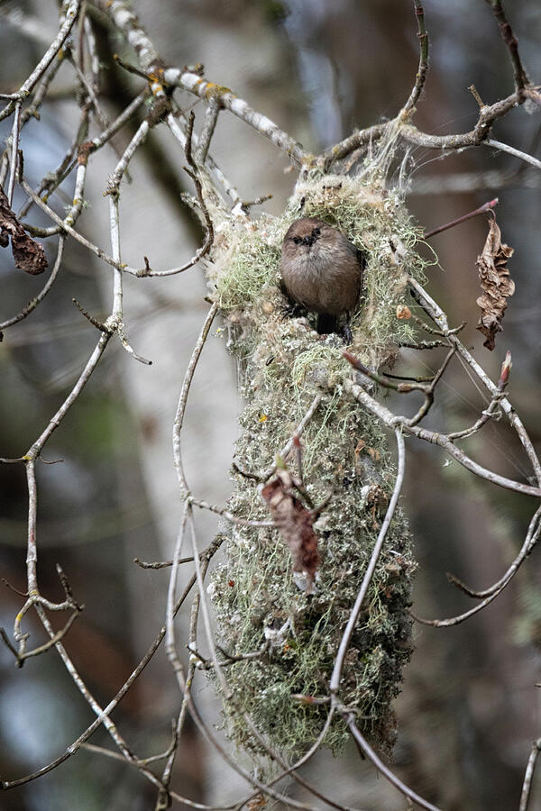 Bushtit Nest Building Photograph by Randy Hall Bushtit Nest Building Photograph by Randy Hall