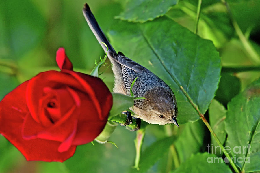 Bushtit on a Rose Photograph by Amazing Action Photo Video