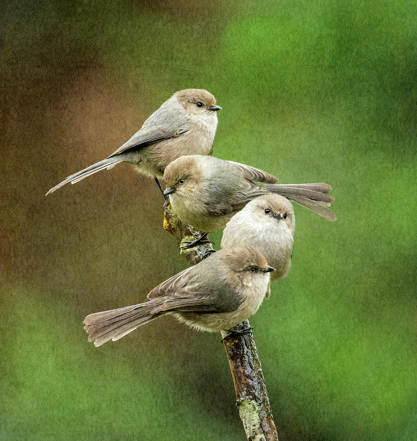 Bird Photograph - Bushtits on a Stick by Angie Vogel