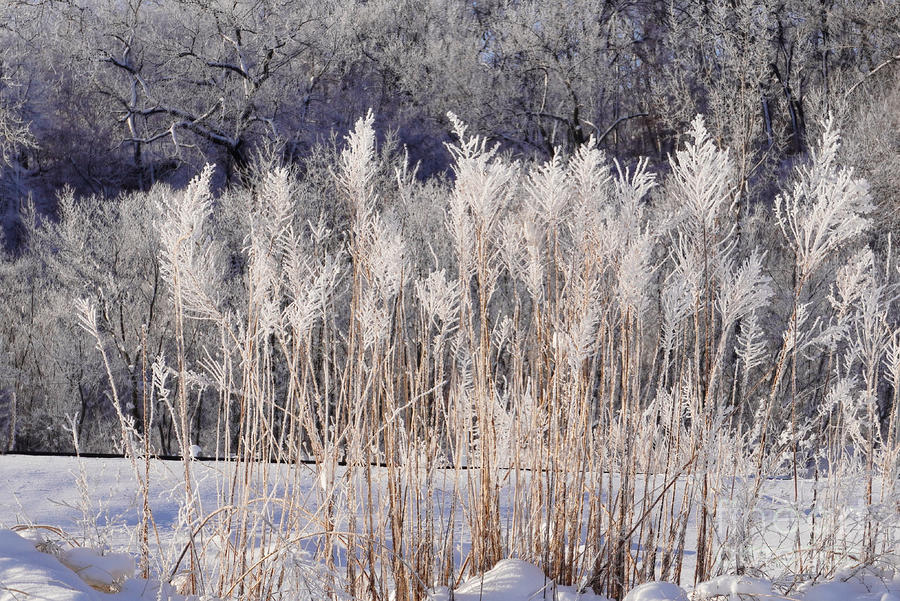 Bushy Flocks Of Frost Photograph by Kathy M Krause