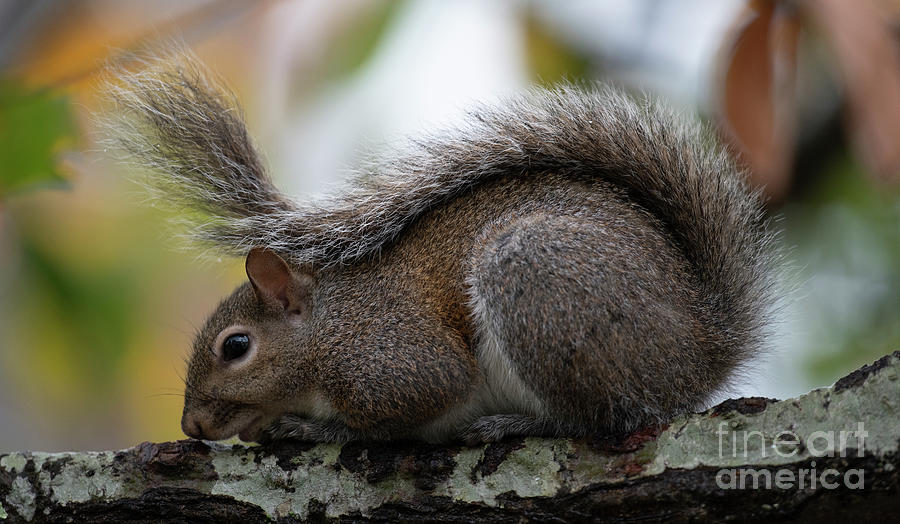 Bushy Tail - Eastern Grey Squirrel Photograph by Dale Powell