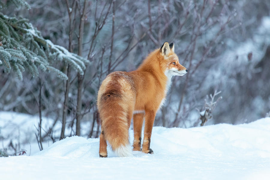 Bushy-Tail Fox in Winter Forest Photograph by James Capo