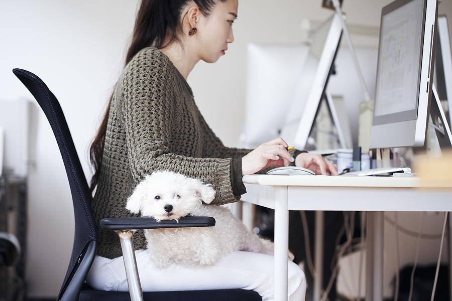 Business Woman Working At Office With Dog Photograph by Kohei Hara