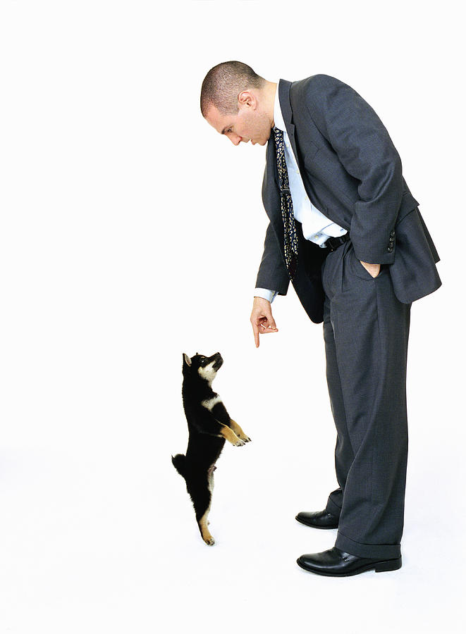 Businessman pointing finger at Shiba Inu dog, side view Photograph by Dan Hallman