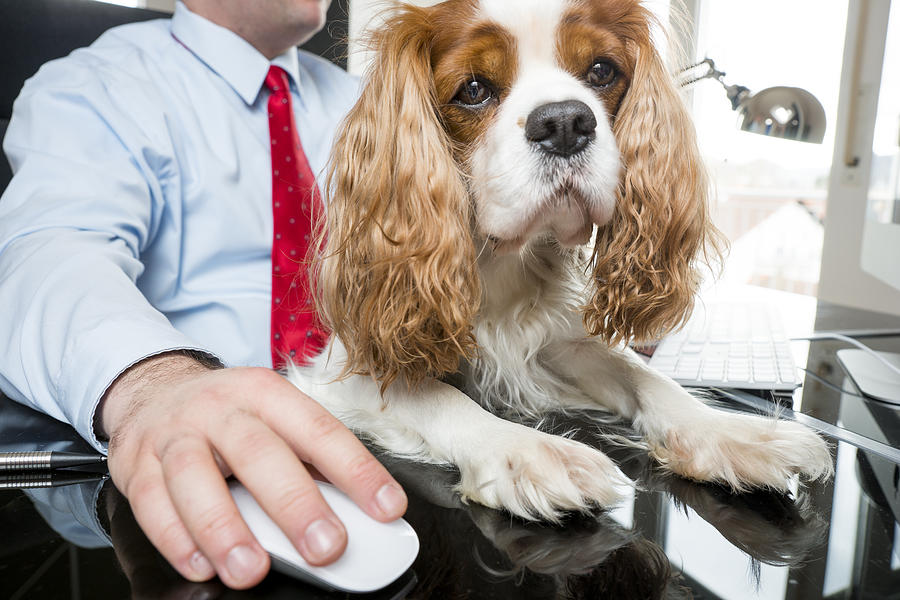 Businessman sitting at desk working with dog on his lap Photograph by Westend61