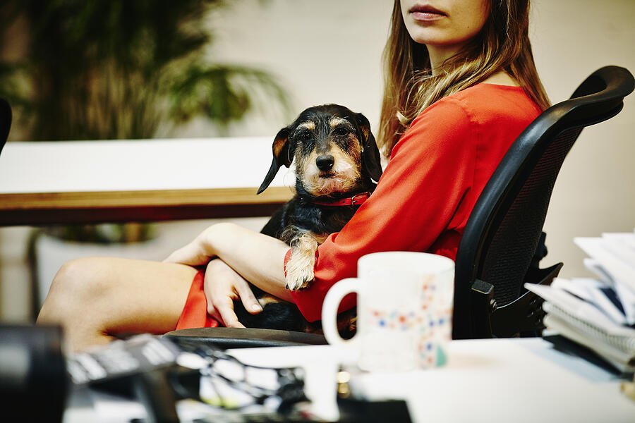 Businesswoman holding dog in lap in office Photograph by Thomas Barwick