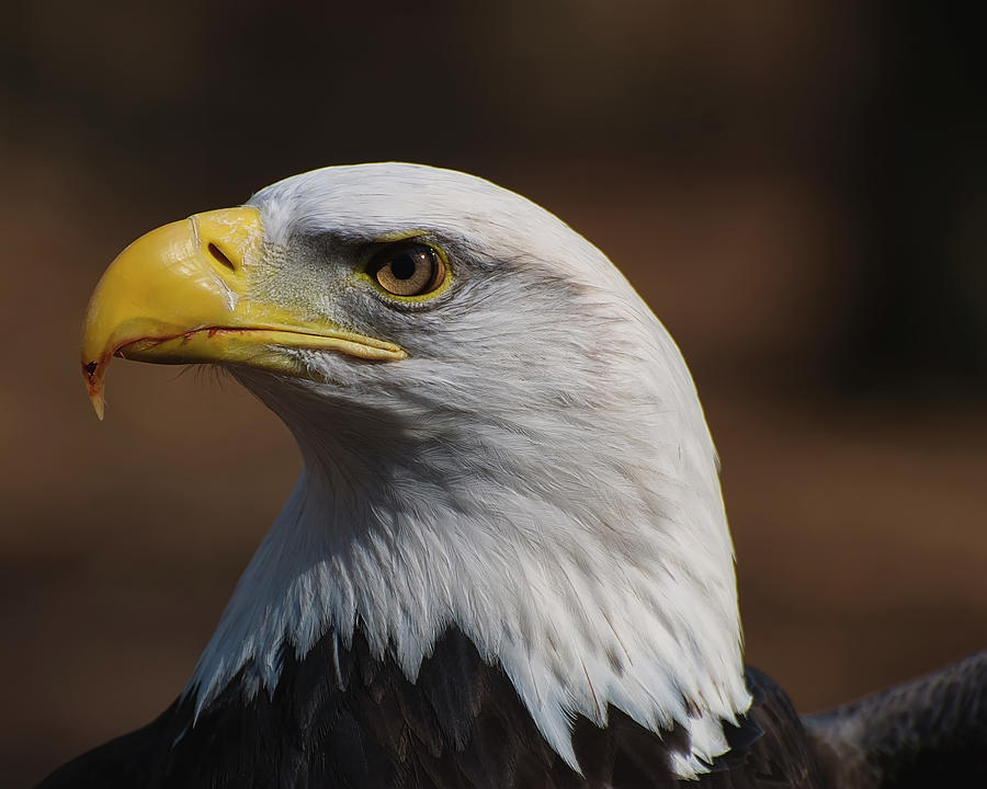 bust image of a Bald Eagle Photograph by Flees Photos