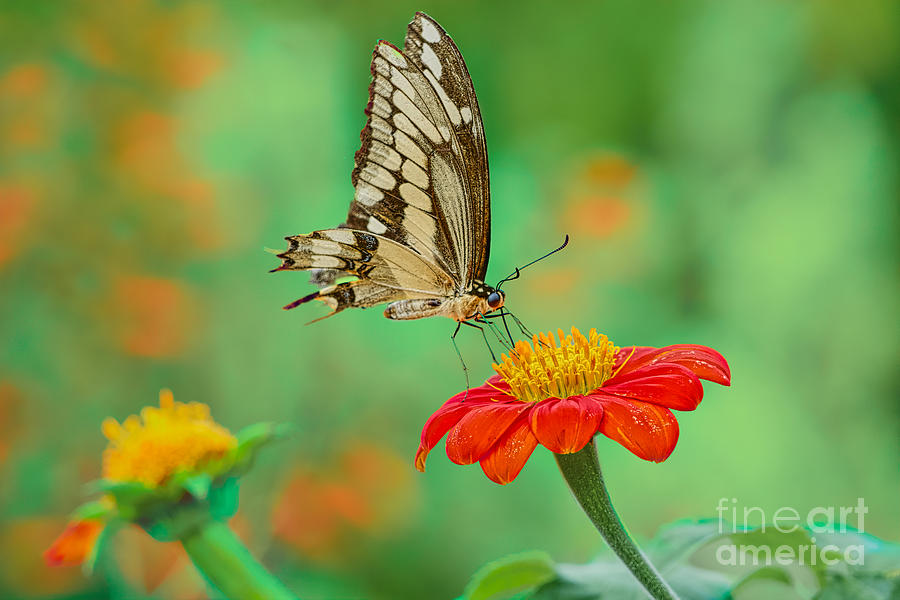 Busy Swallowtail Photograph by Judy Kay