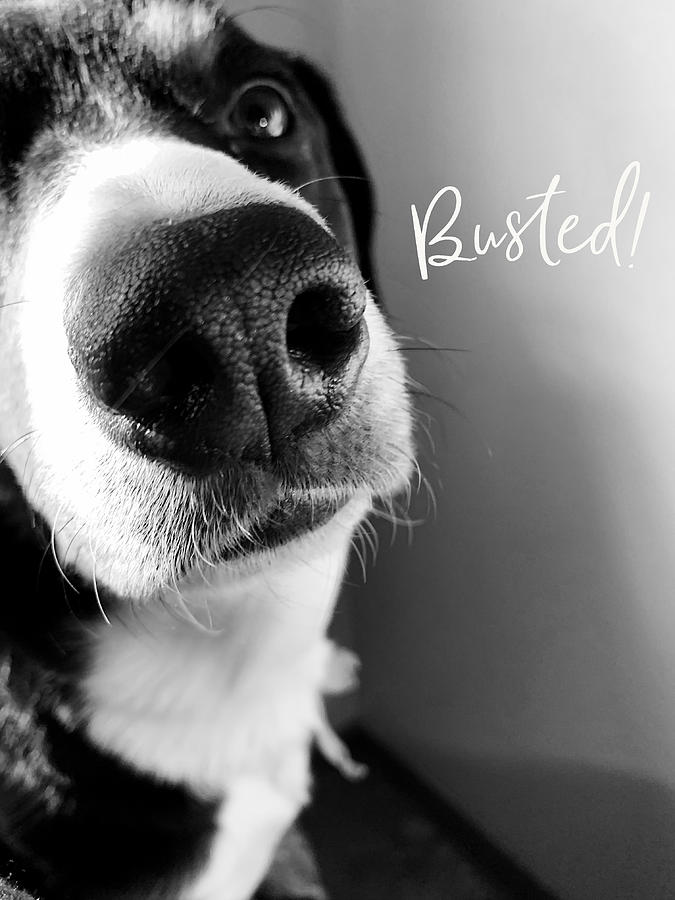 Busted Dog Word Art. Photograph