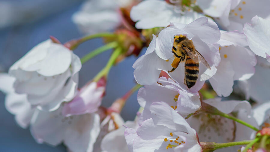 Busy as a Bee can be Photograph by Jens Larsen