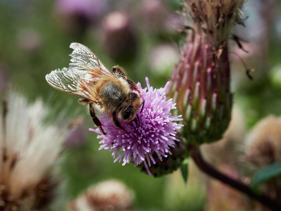 Busy As A Bee. European Honey Bee Photograph