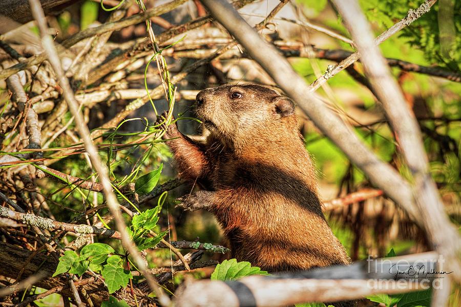 Busy Beaver Photograph by Jan Mulherin