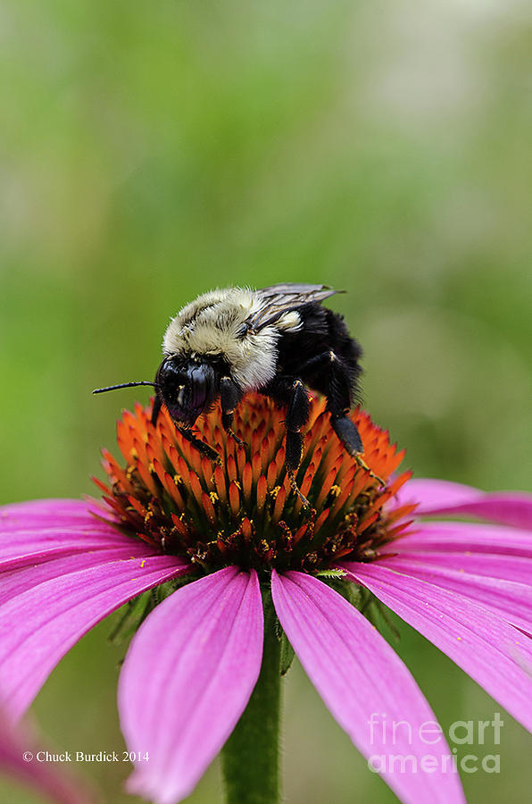 Busy Bee 2 Photograph by Chuck Burdick