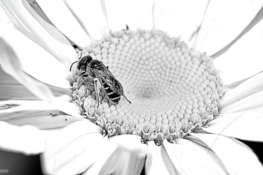 Busy Bee Black And White Photograph by Lisa Wooten