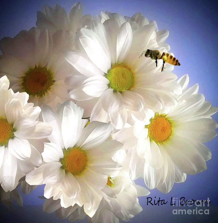 Busy Bee Buzzing  Photograph by Rita Brown