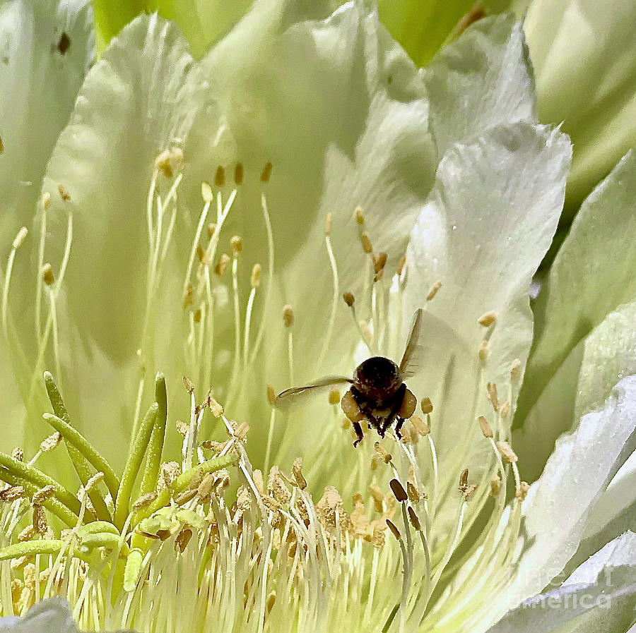 Busy Bee Photograph by Cornelia DeDona