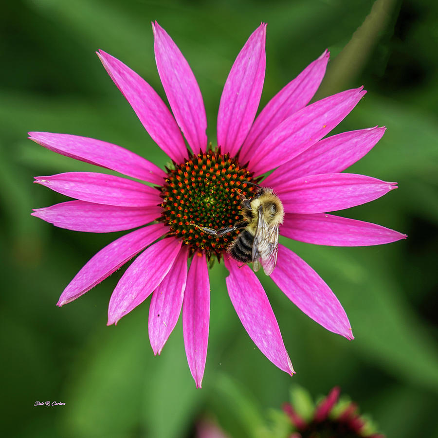 Busy Bee Photograph by Dale R Carlson