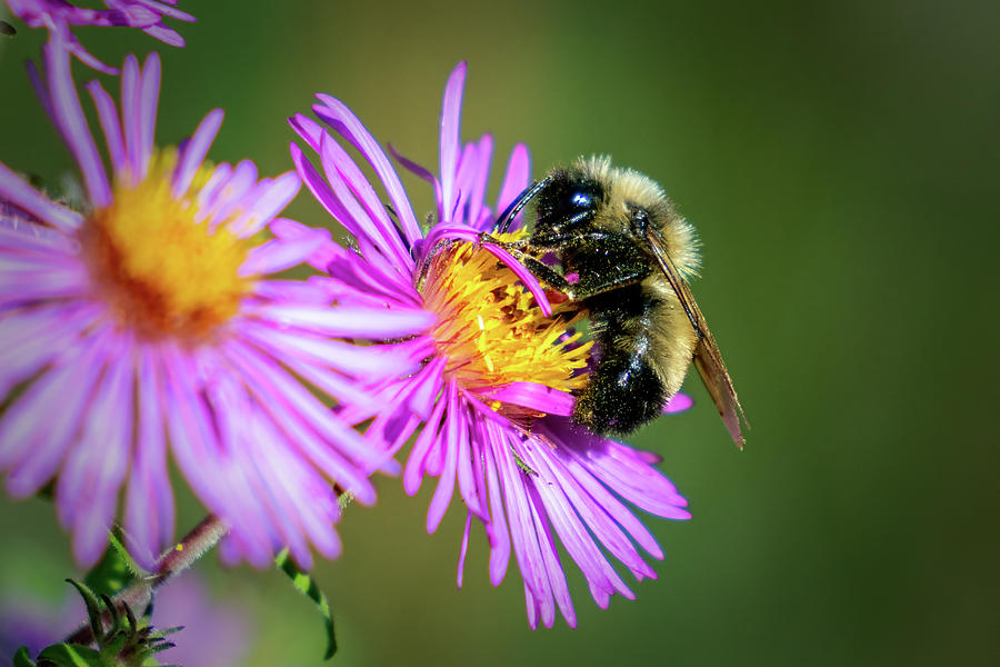 Busy Bee Photograph by David Heilman