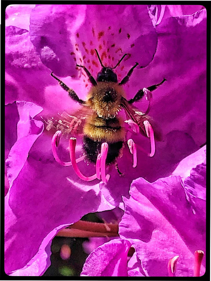 Busy Bee Photograph by David Matthews