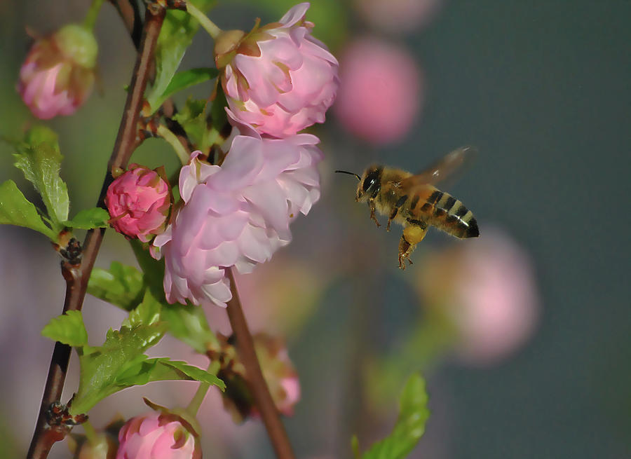 Nature Photograph - Busy Bee by Dorothy Pinder