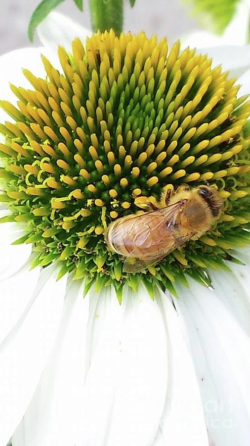 Spring Photograph - Just Bee by Ekta Gupta