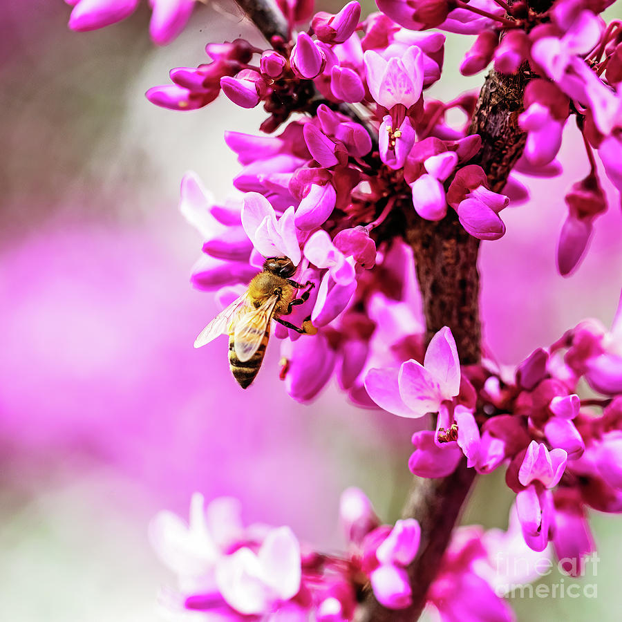Spring Photograph - Busy Bee Gathering Pollen from the Blooms by Scott Pellegrin