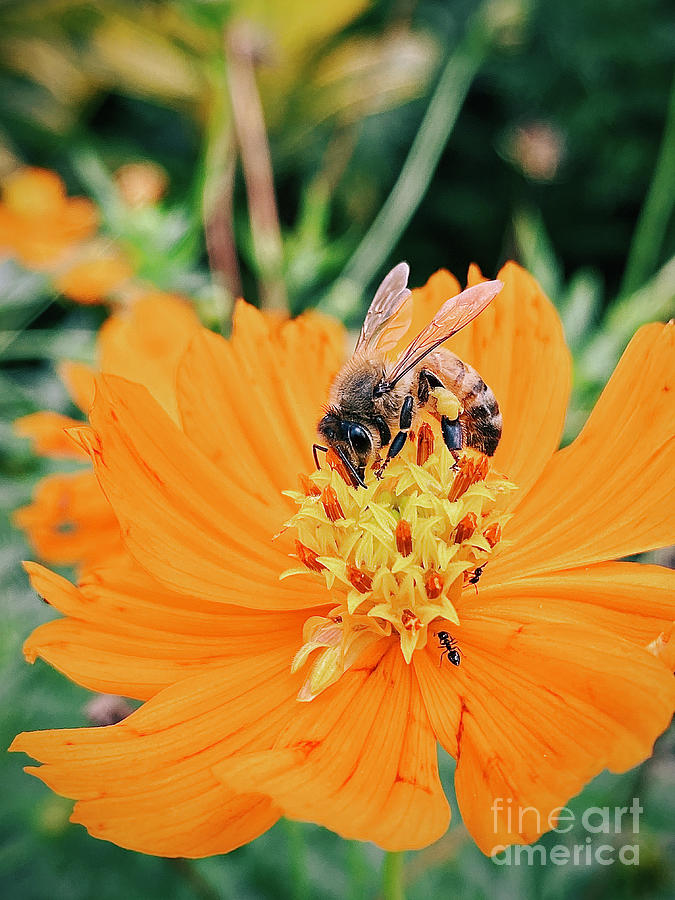 Busy Bee Photograph by Laura Forde