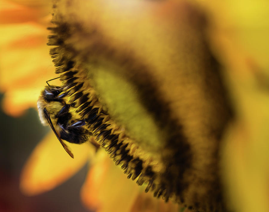 Busy Bee Photograph by Nicole Engstrom