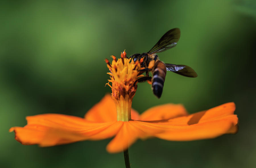 Busy bee on Cosmos Flower Photograph by Vishwanath Bhat | Fine Art America