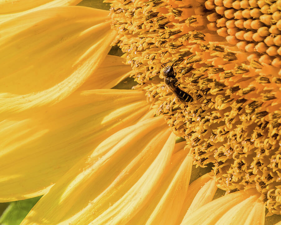 Busy Bee on Sunflower Photograph by Dawn Currie