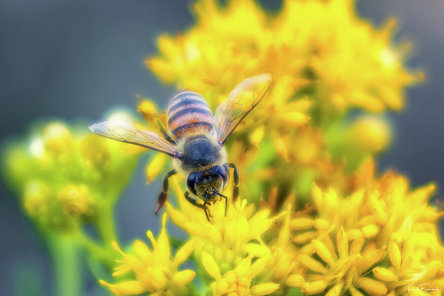 Abstract Photograph - Busy Bee by Rick Furmanek