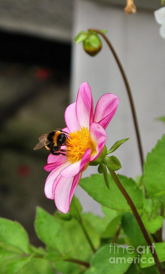 Busy Bee 1 Photograph