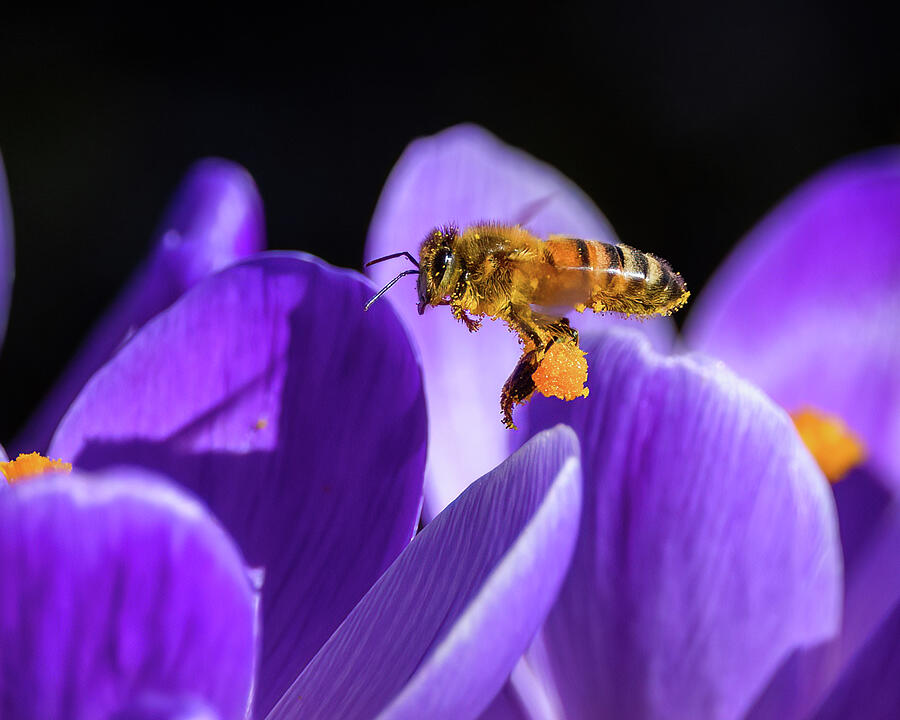 Busy Bee With Pollen Photograph