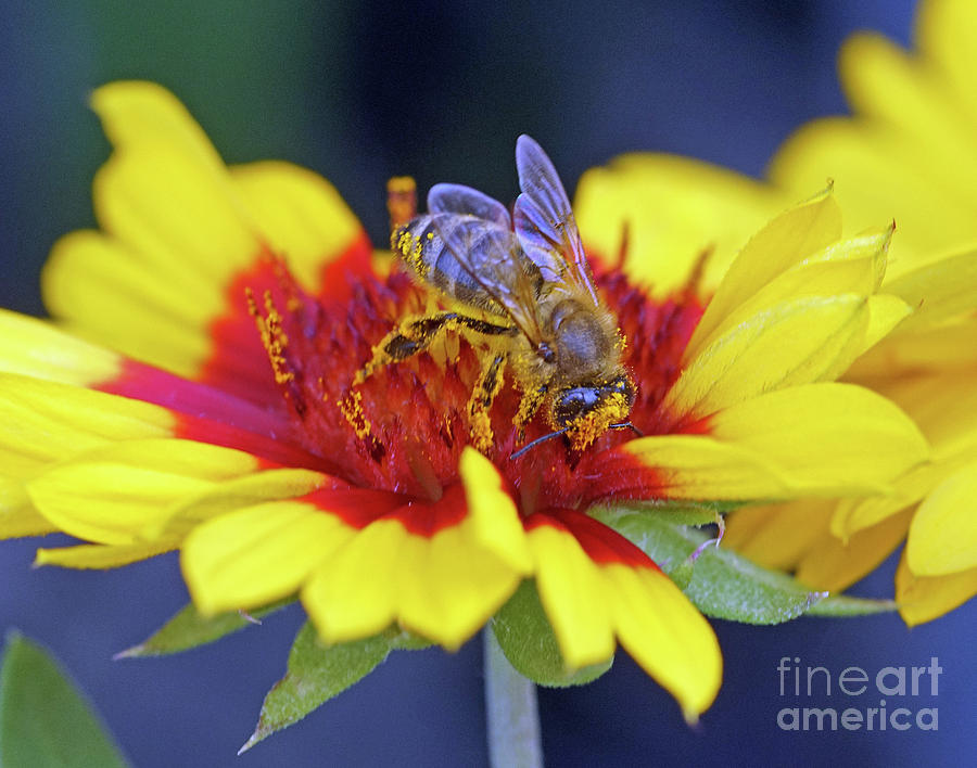Busy Bee with Pollen Photograph by Larry Nieland