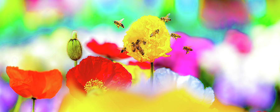 Busy Bees Photograph