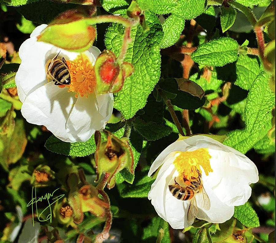 Busy Bees In A Garden Photograph by DC Langer