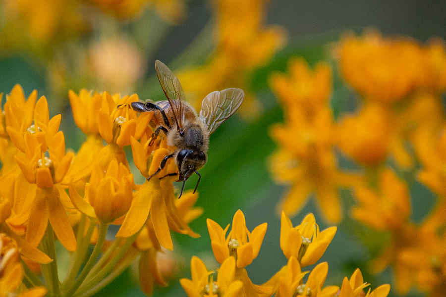 Busy Bees on Butterfly Milkweed Photograph by Linda Bonaccorsi