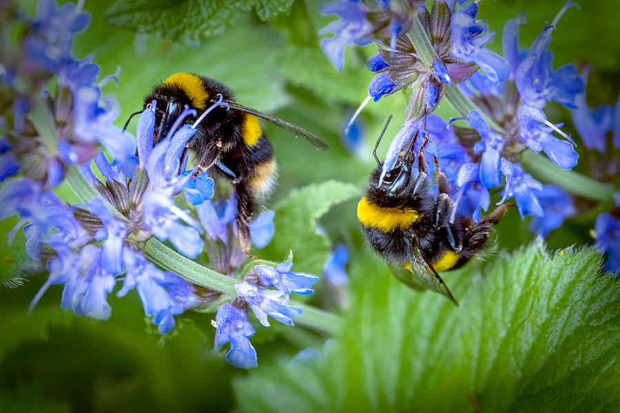 Busy Bees Photograph by Pauline Lewis