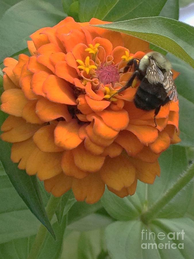  Busy Bumble Bee Photograph by Nancy Kane Chapman