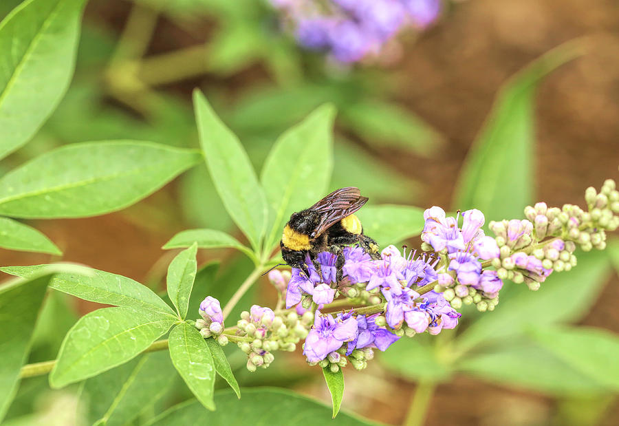 Busy Bumblebee Photograph by Judy Vincent