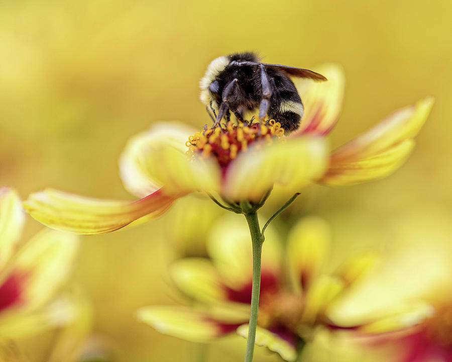 Busy Bumblebee Photograph by Rebecca Cozart
