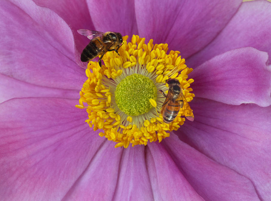 Busy honey bees on pink Japanese anemone Photograph by Rosemary Calvert