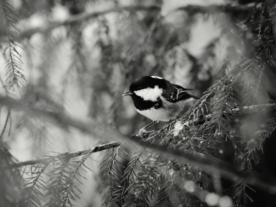 Busy in the spruce. Coal tit bw Photograph by Jouko Lehto