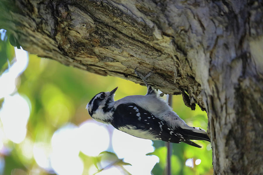 Busy Little Woodpecker Photograph