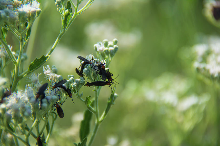 Busy Lovebugs on the white flowers Photograph by Brigitta Diaz - Fine ...