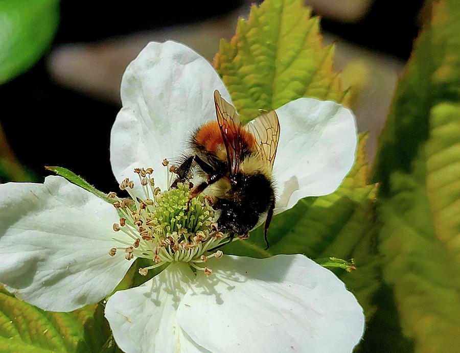 Busy Pollinator Photograph by Darrell MacIver - Fine Art America