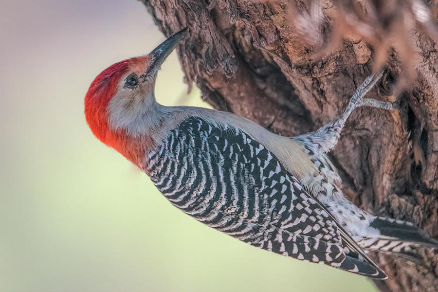 Busy Red-bellied Woodpecker Photograph by Debra Martz